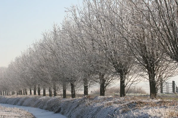 stock image Footpath with Frozen Trees