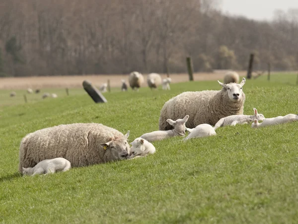 Pecora con agnello appena nato — Foto Stock