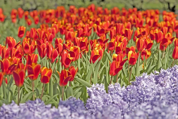 Rode tulpen en paarse hyacinten — Stockfoto