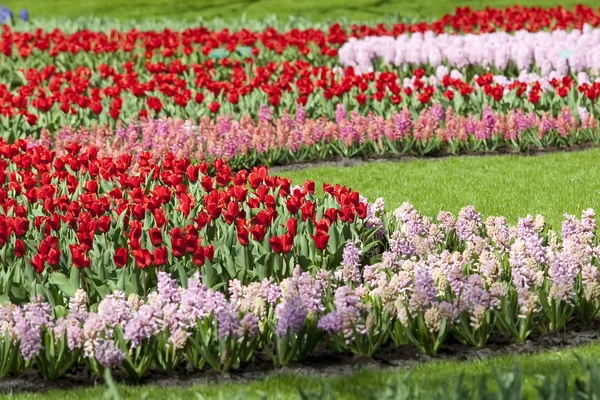 Jarní květinová zahrada — Stock fotografie