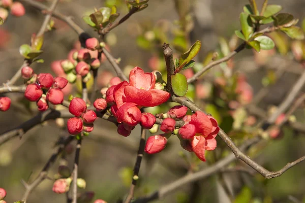 stock image Red Blossom