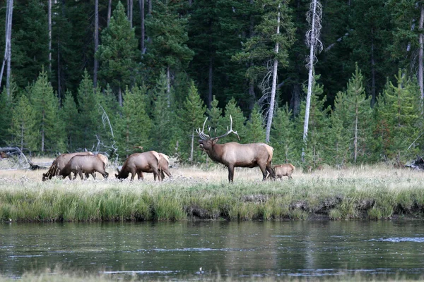 Alce toro e mucche nel Parco Nazionale di Yellowstone — Foto Stock