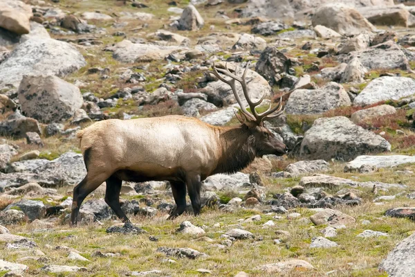 Elk boğa — Stok fotoğraf