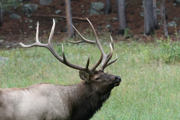 Bull Elk, close-up — Stock Photo, Image