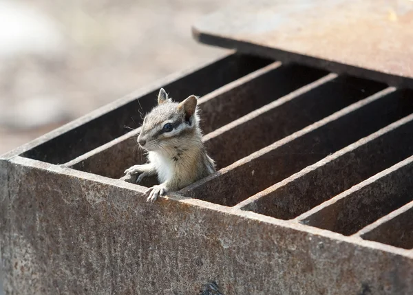 다람쥐 바베 큐 — 스톡 사진