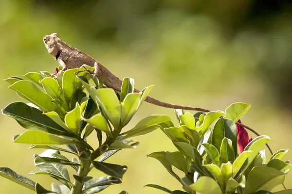 Brown lizard on green plants — Stock Photo, Image