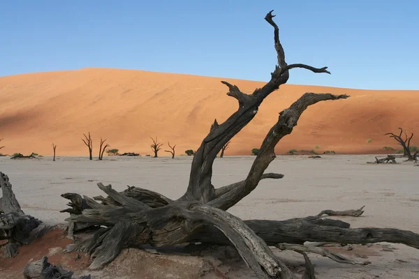 Döda camelthorn träd vid sossusvlei — Stockfoto