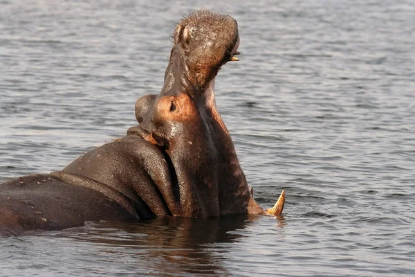 Hippo cu gura deschisă — Fotografie, imagine de stoc