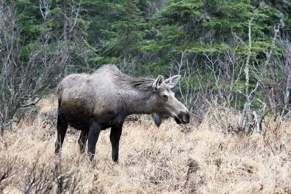 Vrouwelijke moose in onder kenai peninsula, alaska — Stockfoto