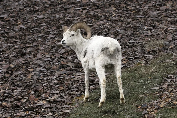 Maschio Dall pecore nella neve leggera nel Parco Nazionale di Denali — Foto Stock