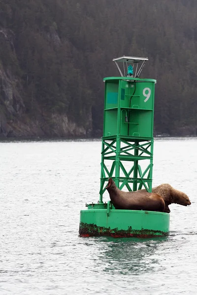 Seehunde auf grüner Boje — Stockfoto