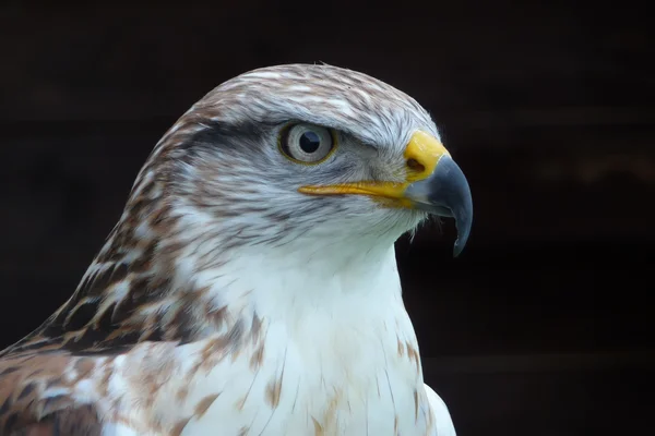 stock image Close up of a Hawk