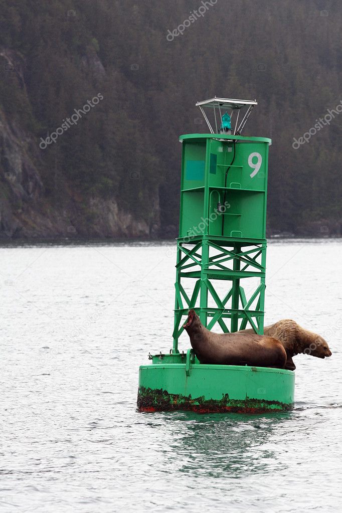 Harbor seals on green buoy