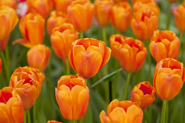 Oranžové tulipány — Stock fotografie