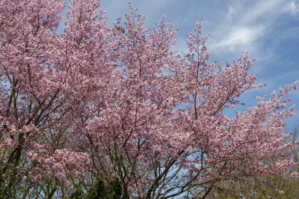 stock image Pink Blossom in spring