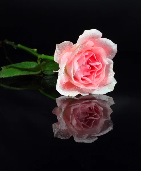 ดอกก หลาบและภาพสะท อนบนส — ภาพถ่ายสต็อก