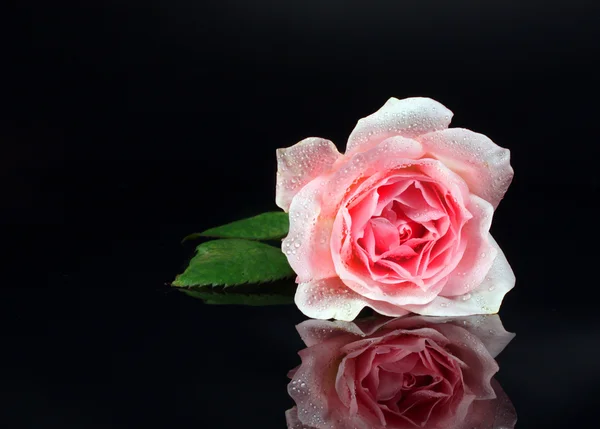Роза Роза Черном — стоковое фото