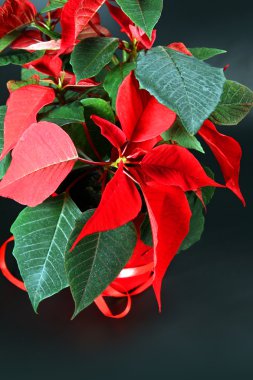 Red poinsettia clipart