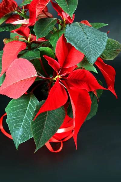 stock image Red poinsettia