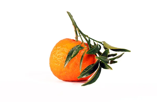 Tangerine sur blanc — Photo