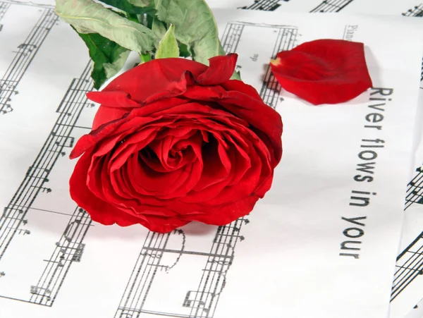 Notes and rose — Stock Photo, Image