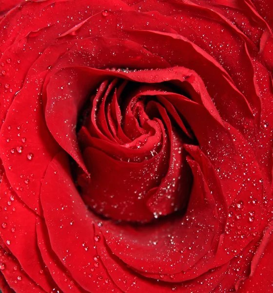 แมโครดอกก หลาบ — ภาพถ่ายสต็อก