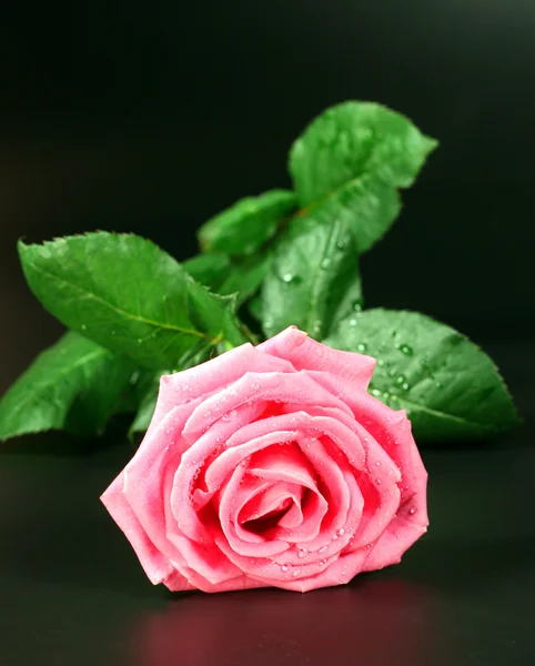 Розовая Роза Черном Фоне — стоковое фото