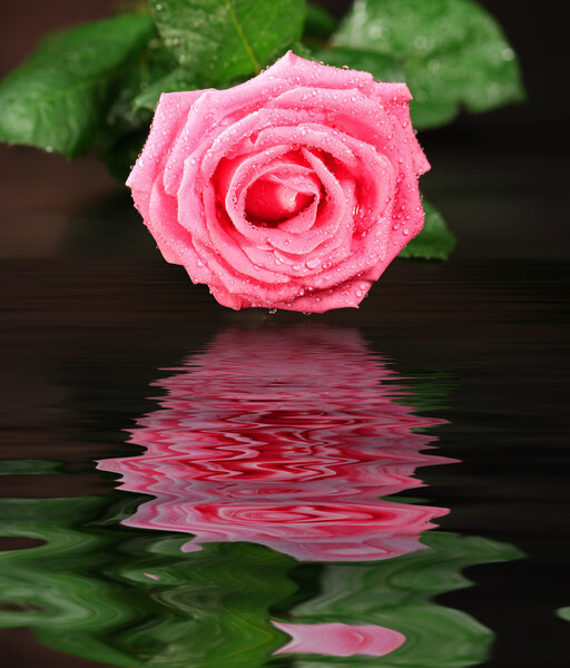 Rose reflection in water