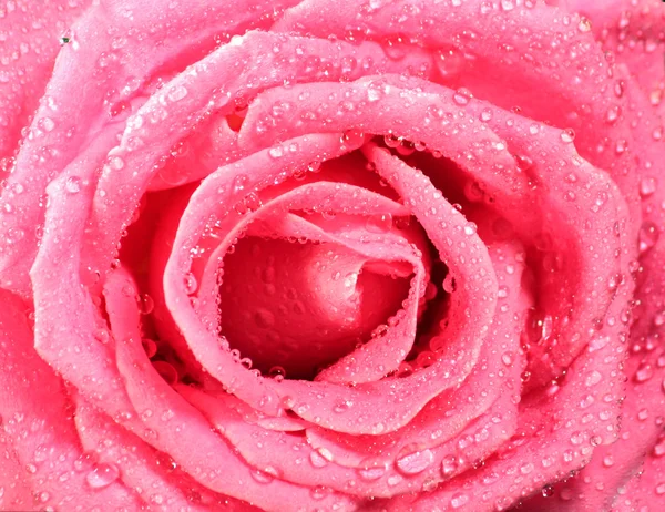 काले पृष्ठभूमि पर गुलाबी गुलाब — स्टॉक फ़ोटो, इमेज