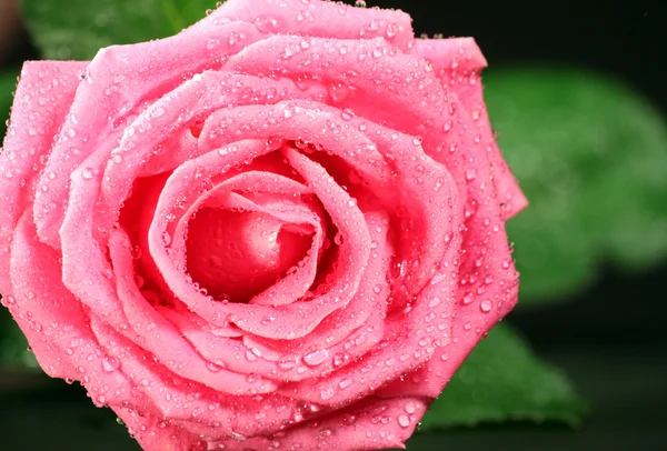 Pink Rose Black Background — Stock Photo, Image