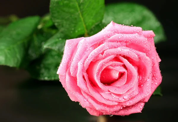 Pink Rose Black Background — Stock Photo, Image