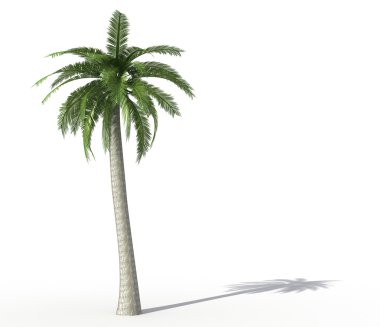 palmiye ağacı üzerinde beyaz - izole işleme
