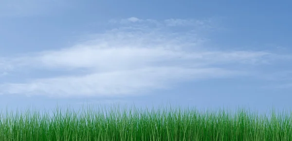 Grünes Gras auf blauem Himmel — Stockfoto