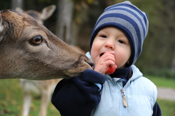 stock image 2-jähriges Kleinkind mit Damwild