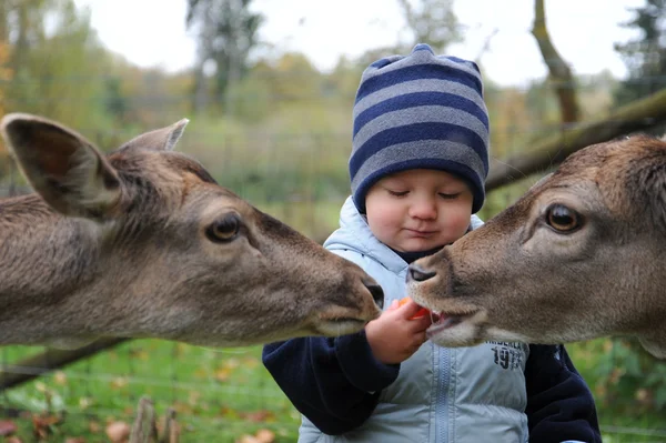 Stock image Cute little Boy and deer