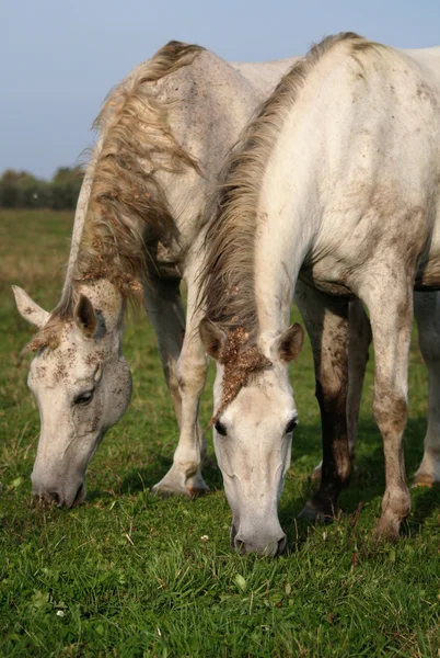 Dwa Dzikie Konie Szary Jedzący Trawę Łące — Zdjęcie stockowe