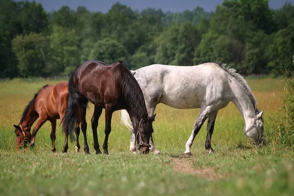Tre Hästar Betar Ett Fält Stockfoto