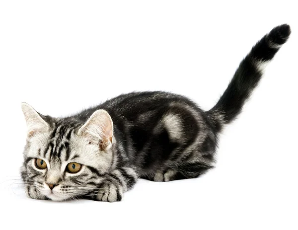 Yavru kedi avcılık — Stok fotoğraf