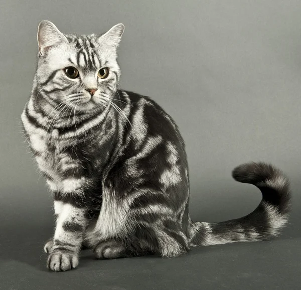 Schöne Katze sitzend — Stockfoto
