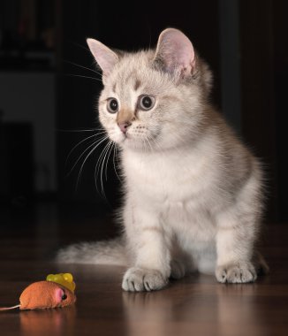A little white kitten playing with a toy mouse on a wooden floor clipart
