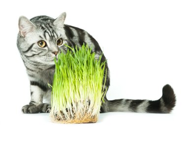 Cat and grass clipart