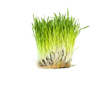 Green spring grass clipart