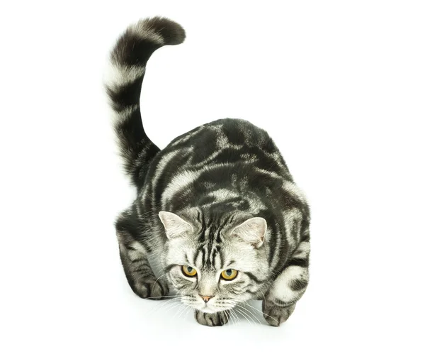 การล่าแมวอังกฤษ — ภาพถ่ายสต็อก