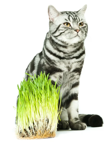 A vegeterian cat — Stock Photo, Image