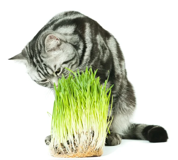 stock image Cat analyzing green grass