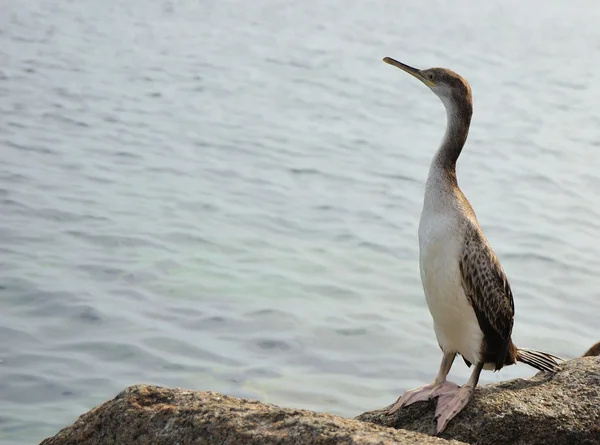 stock image Cormorant bird