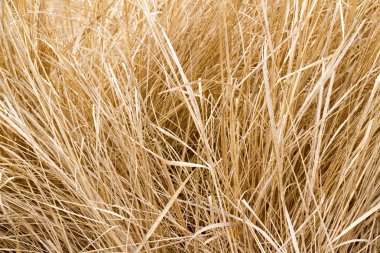 Dry grass clipart