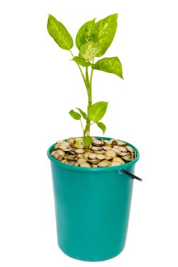 Young plant in a bucket of coins clipart