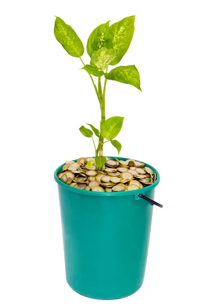Jovem planta em um balde de moedas — Fotografia de Stock