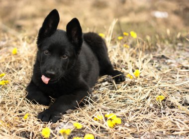 yavru Alman çoban köpeği